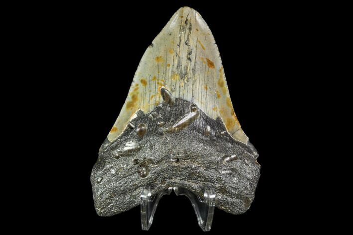 Fossil Megalodon Tooth - North Carolina #105014